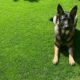 How to Clean Fake Grass from Dog Urine