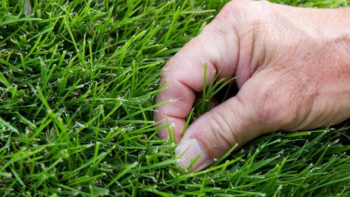 How to Care for Your Grass