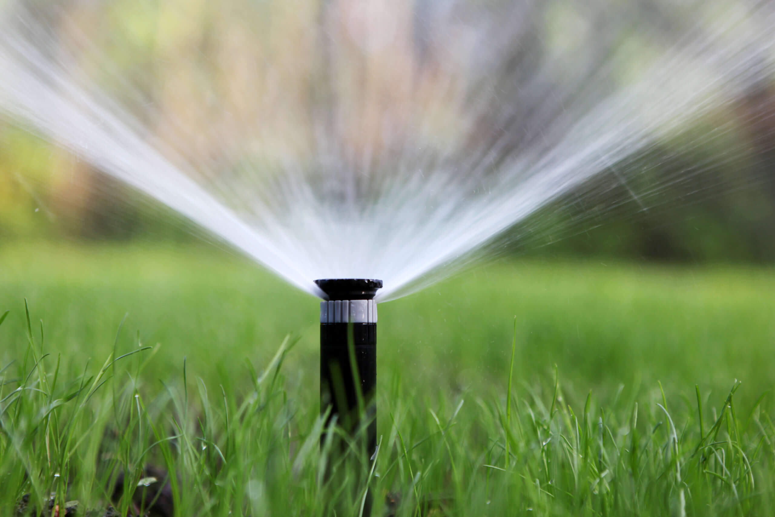 Adjusting Your Watering Schedule: Weeks 2 to 6