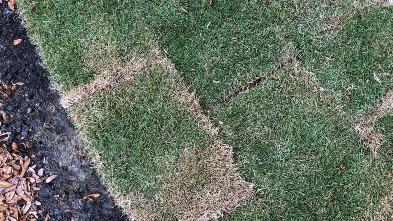 Initial Care Requirements for New Sod