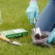 fertilize lawn soil test